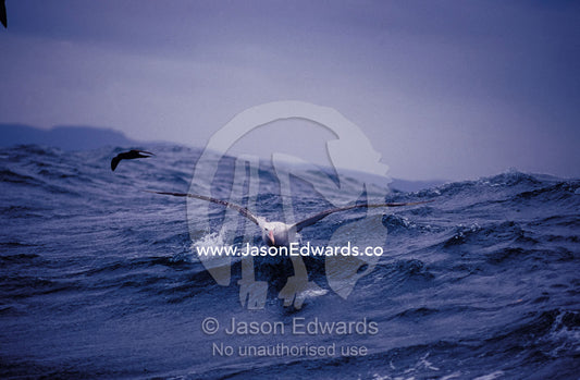 Gibsons Wandering Albatross  take-off flight across ocean surface Woollongong, New South Wales, Australia