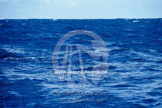 A flock of Wilsons Storm Petrels feeding on the ocean surface Woollongong, New South Wales, Australia