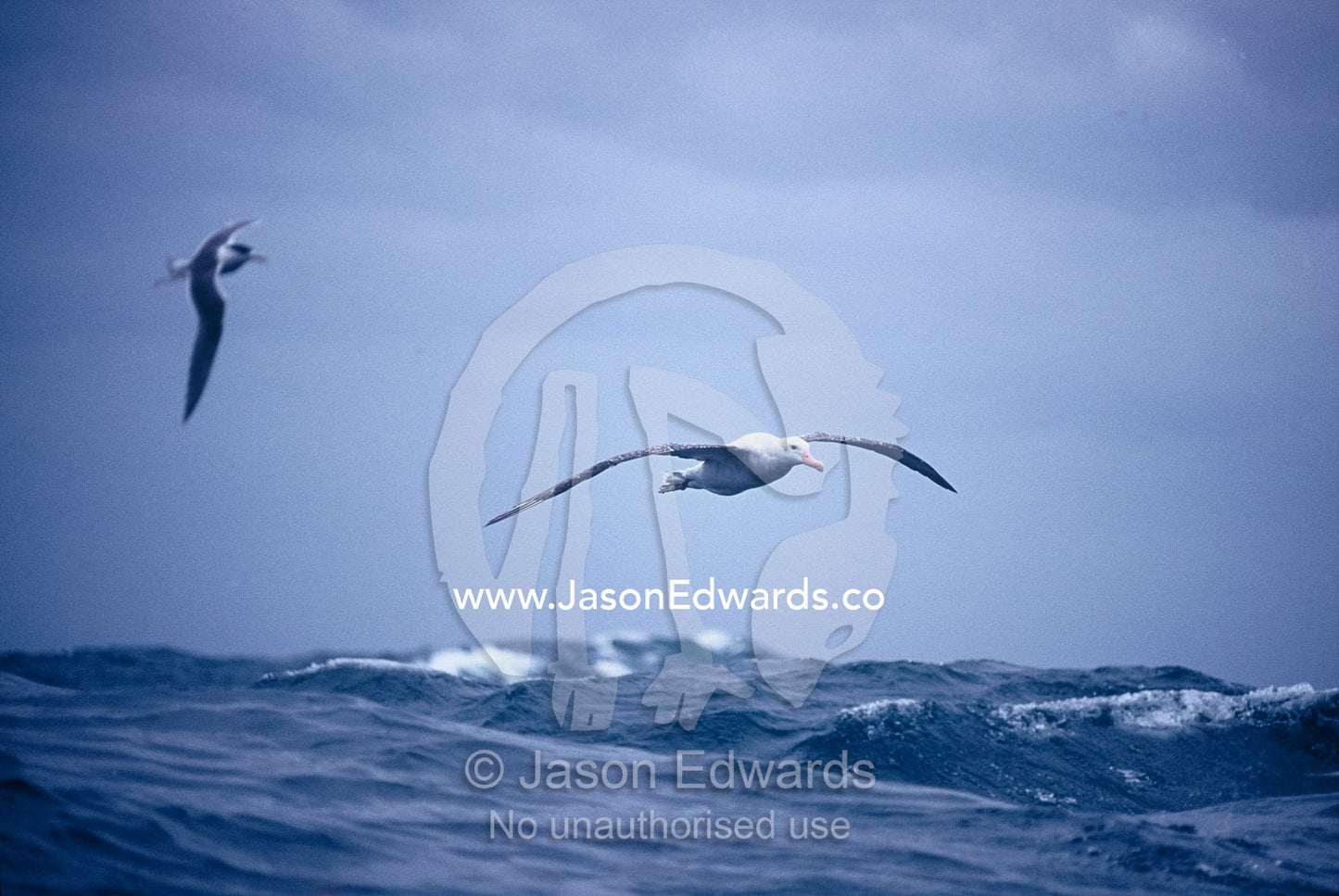 A Wandering Albatross gliding in flight over the ocean surface Woollongong New South Wales, Australia