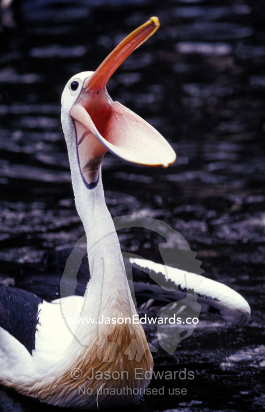 An Australian Pelican stretching its bill to catch fish Healesville Victoria  Australia