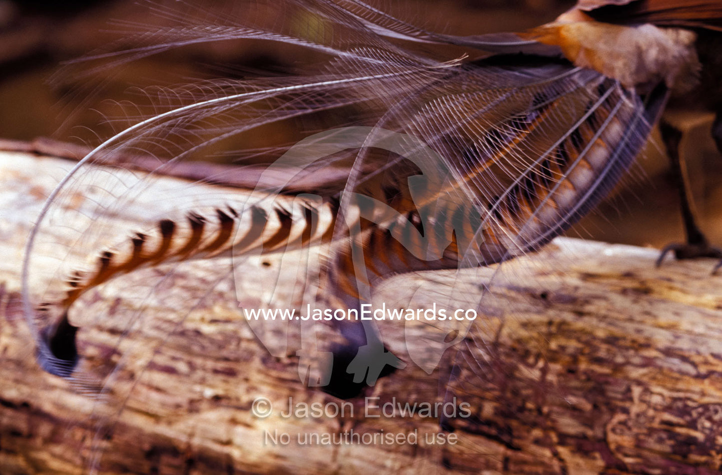The tail feather display of a male Lyrebird Healesville, Victoria Australia