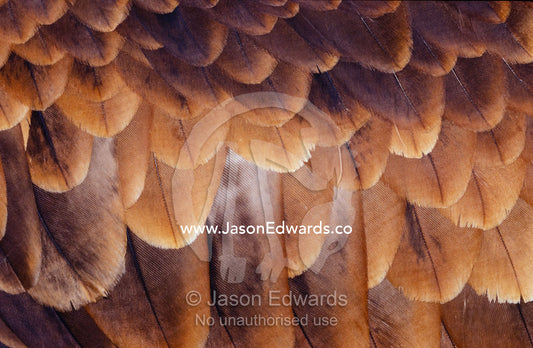 Feather details of the Australian Kestrel Alice Springs Desert Park, Northern Territory, Australia