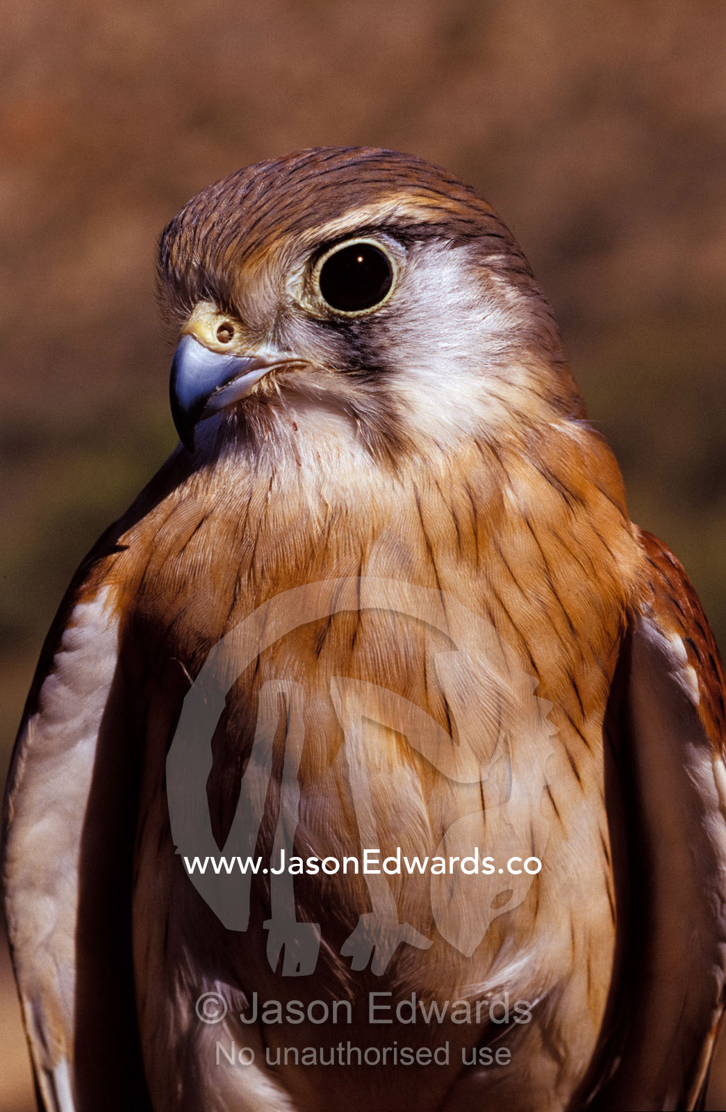 An Australian Kestrel head, sharp beak and eye Alice Springs Desert Park, Northern Territory, Australia