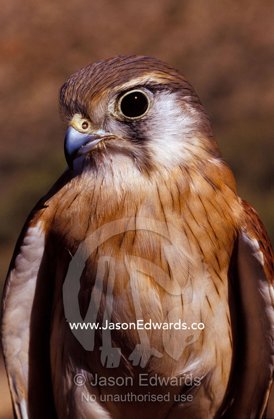 An Australian Kestrel head, sharp beak and eye Alice Springs Desert Park, Northern Territory, Australia