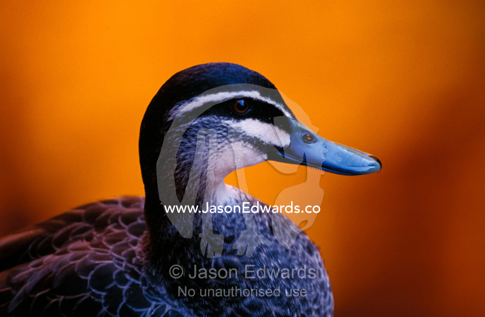 A Pacific Black Duck portrait against a background of an orange sunset Watarrka National Park, Northern Territory, Australia