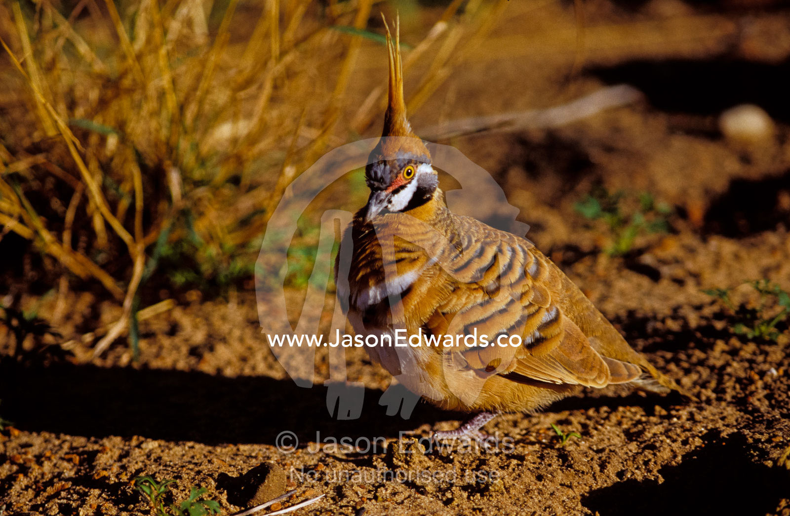 A Spinifex Pigeon on the ground with beautiful feather markings Kings Canyon Watarrka National Park, Northern Territory, Australia