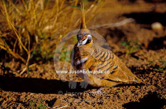 A Spinifex Pigeon on the ground with beautiful feather markings Kings Canyon Watarrka National Park, Northern Territory, Australia