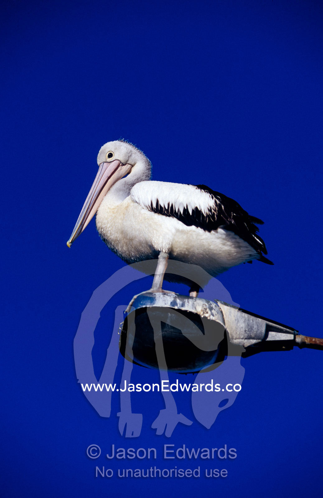 Australian Pelican perched on lightpole against a sky blue background Eden, New South Wales, Australia