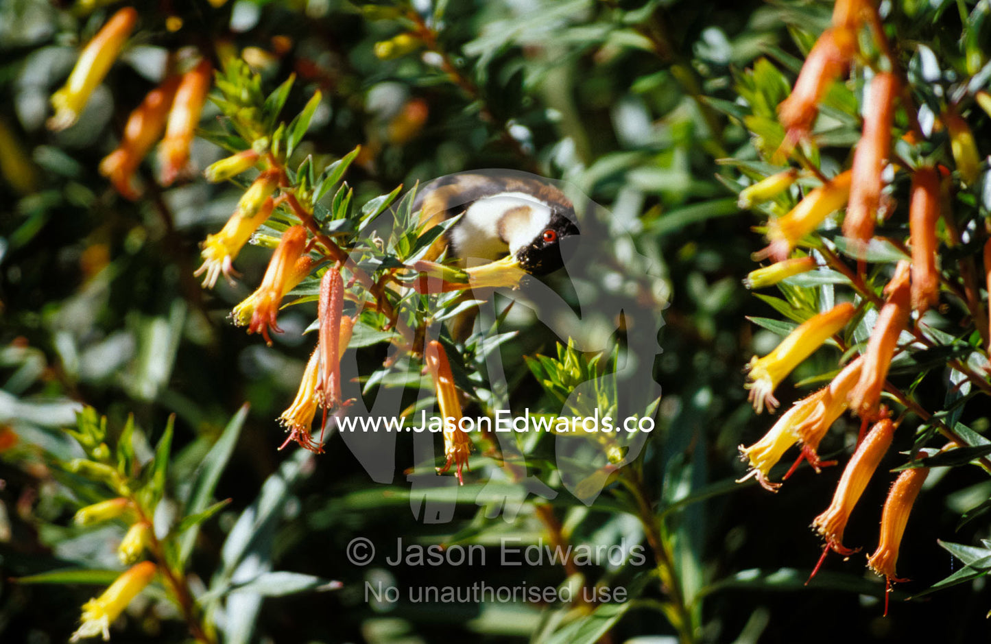 New Holland Honeyeater feeding on Cuphea Micropetata flower Orbost, Victoria, Australia