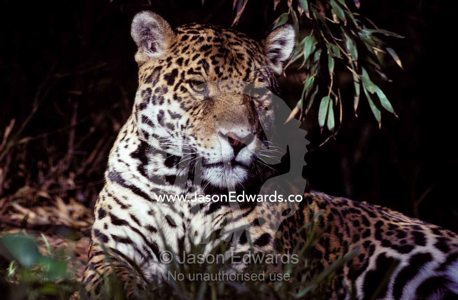 Jaguar portrait of face and ears, beautiful fur coat markings Melbourne Zoo, Victoria Australia