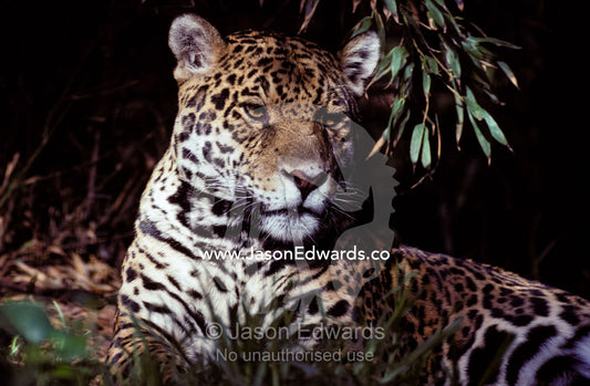 Jaguar portrait of face and ears, beautiful fur coat markings Melbourne Zoo, Victoria Australia