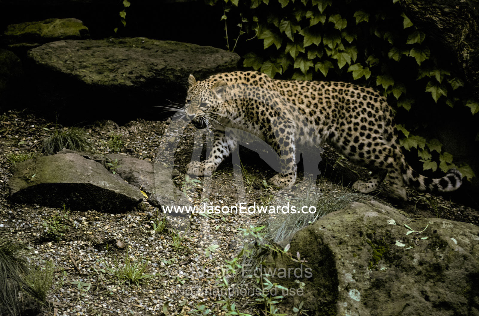 Snarling Persian Leopard with spotted coat, stalking hunting prey Melbourne Zoo, Victoria Australia