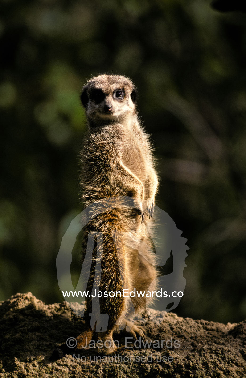Meerkat leaning on tail on mound, alert sentry duty for predators Melbourne Zoo, Victoria Australia
