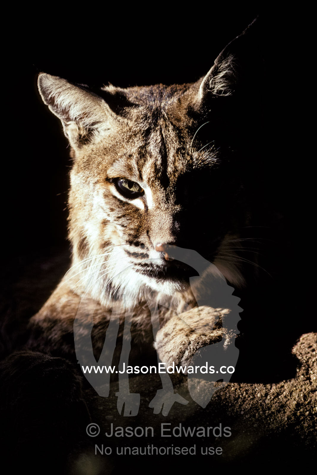A Bobcat sitting in a ray of sun, relaxed with a predator's stare Melbourne Zoo, Victoria Australa