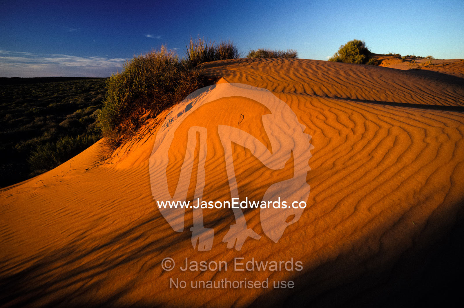 Dawn rises over a red coastal sand dune casting shadows in the ripples Francois Peron National Park, Western Australia.