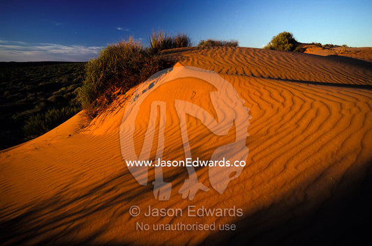 Dawn rises over a red coastal sand dune casting shadows in the ripples Francois Peron National Park, Western Australia.
