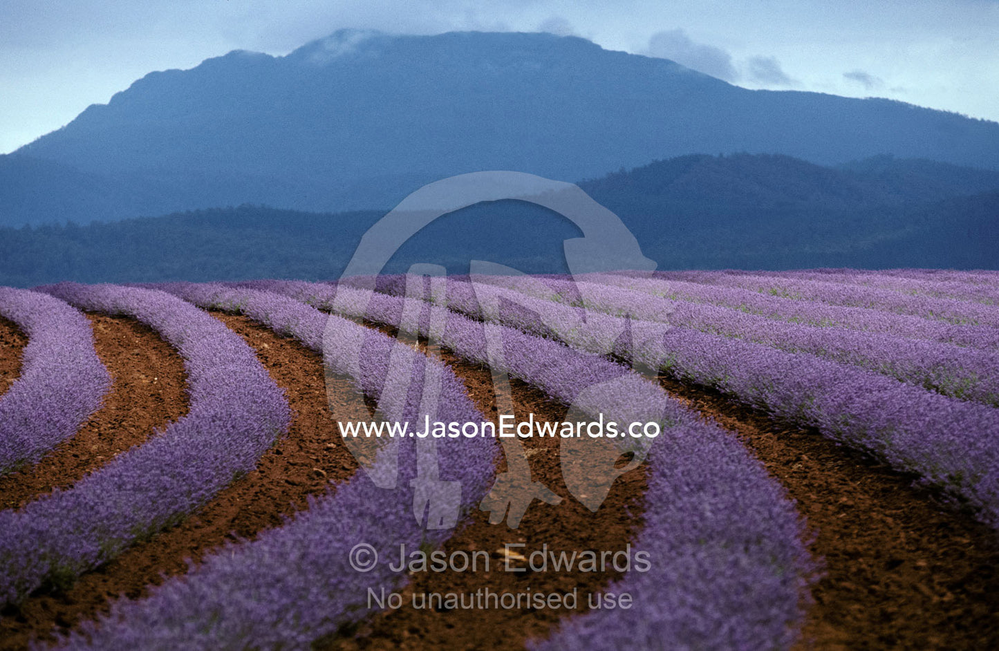 Rows of Lavender flowers await harvest from Tasmania's rich soils. North Eastern Tasmania Australia.
