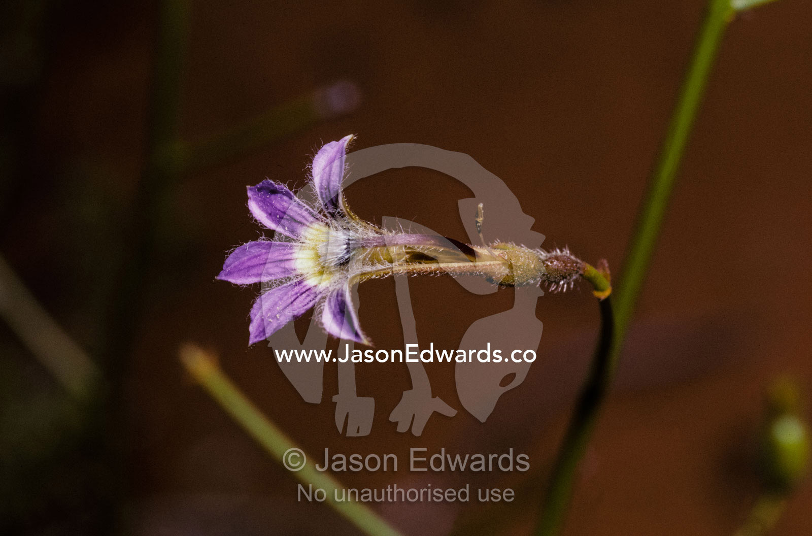 A Skeleton Fan flower, Scaevola depauperata, rises from the desert. Unnamed Conservation Park South Australia.