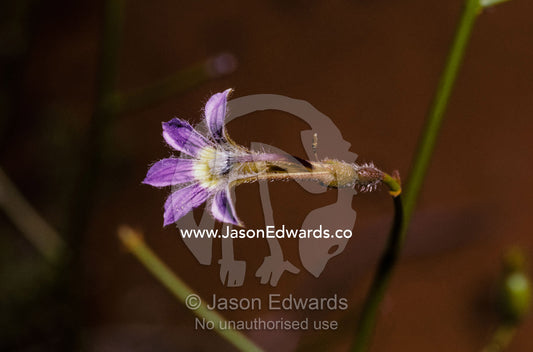 A Skeleton Fan flower, Scaevola depauperata, rises from the desert. Unnamed Conservation Park South Australia.