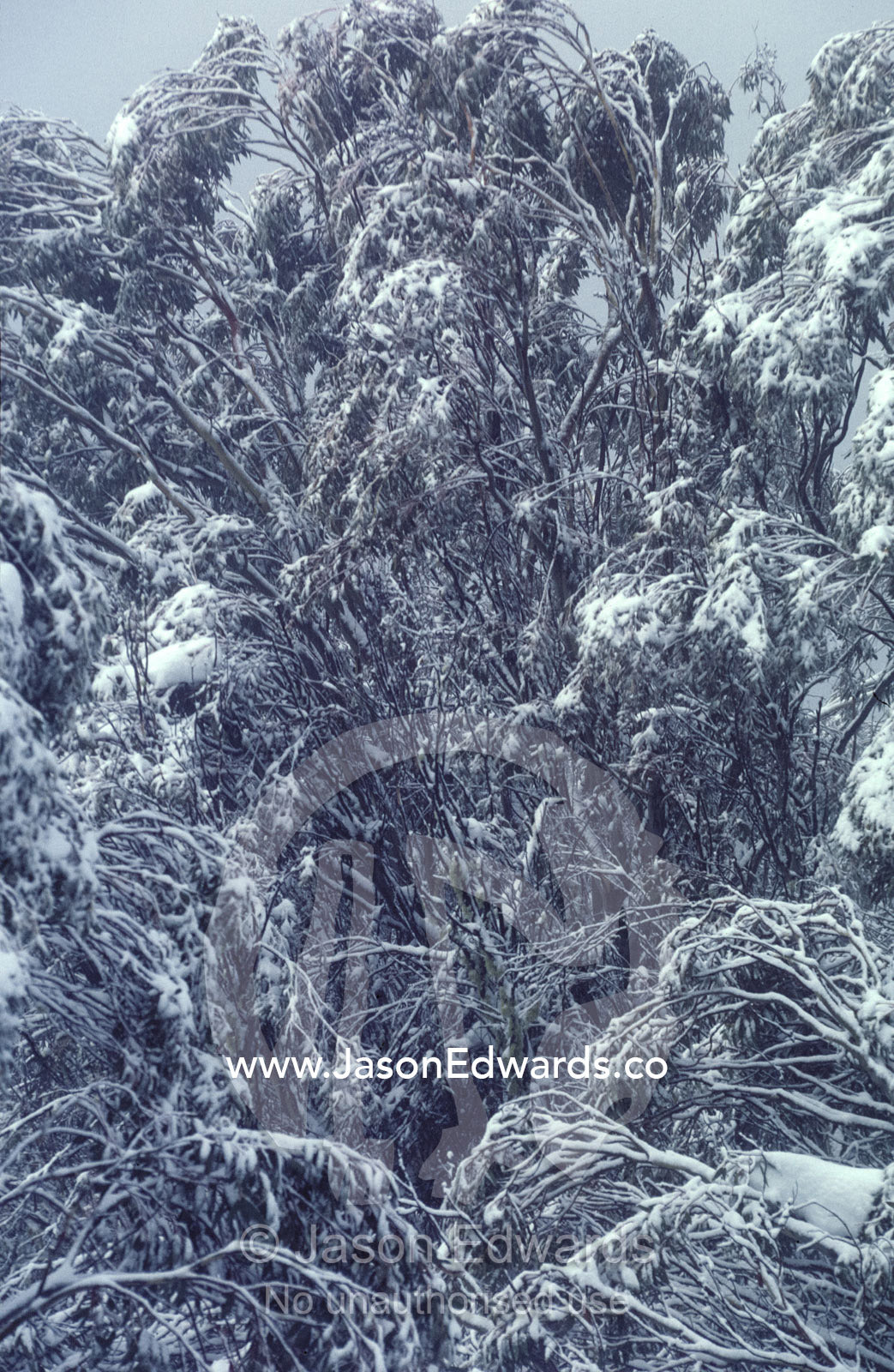 Snow covering an alpine Snow Gum Eucalypt forest after a storm fall. Alpine National Park, Mount Buller, Victoria, Australia.
