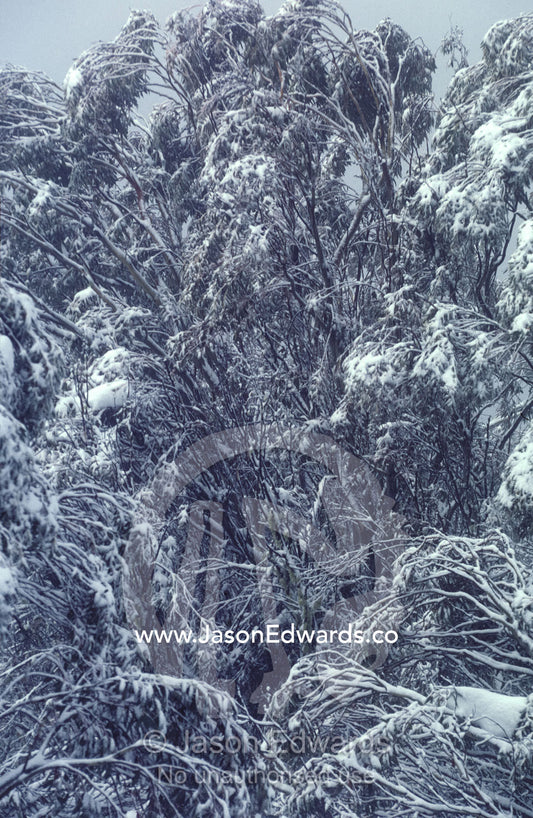 Snow covering an alpine Snow Gum Eucalypt forest after a storm fall. Alpine National Park, Mount Buller, Victoria, Australia.