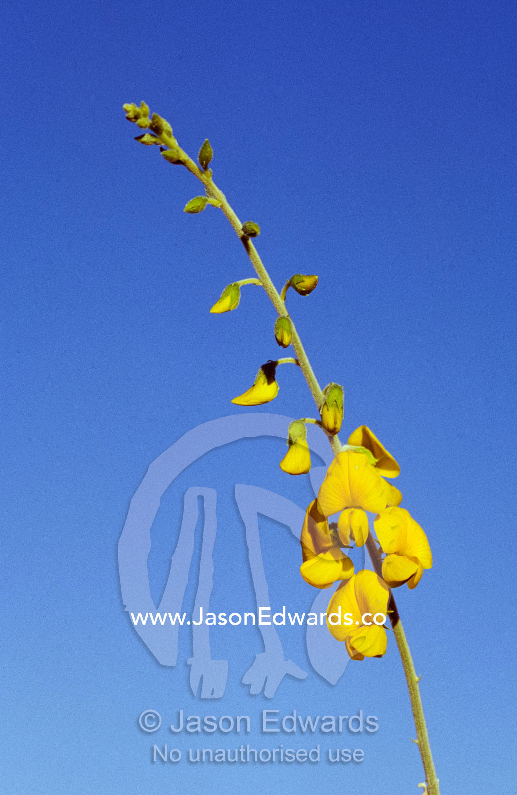 A New-Holland Rattlepod, Crotalaria Novae-Hollandiae, desert flower. Simpson Desert Conservation Park, South Australia.