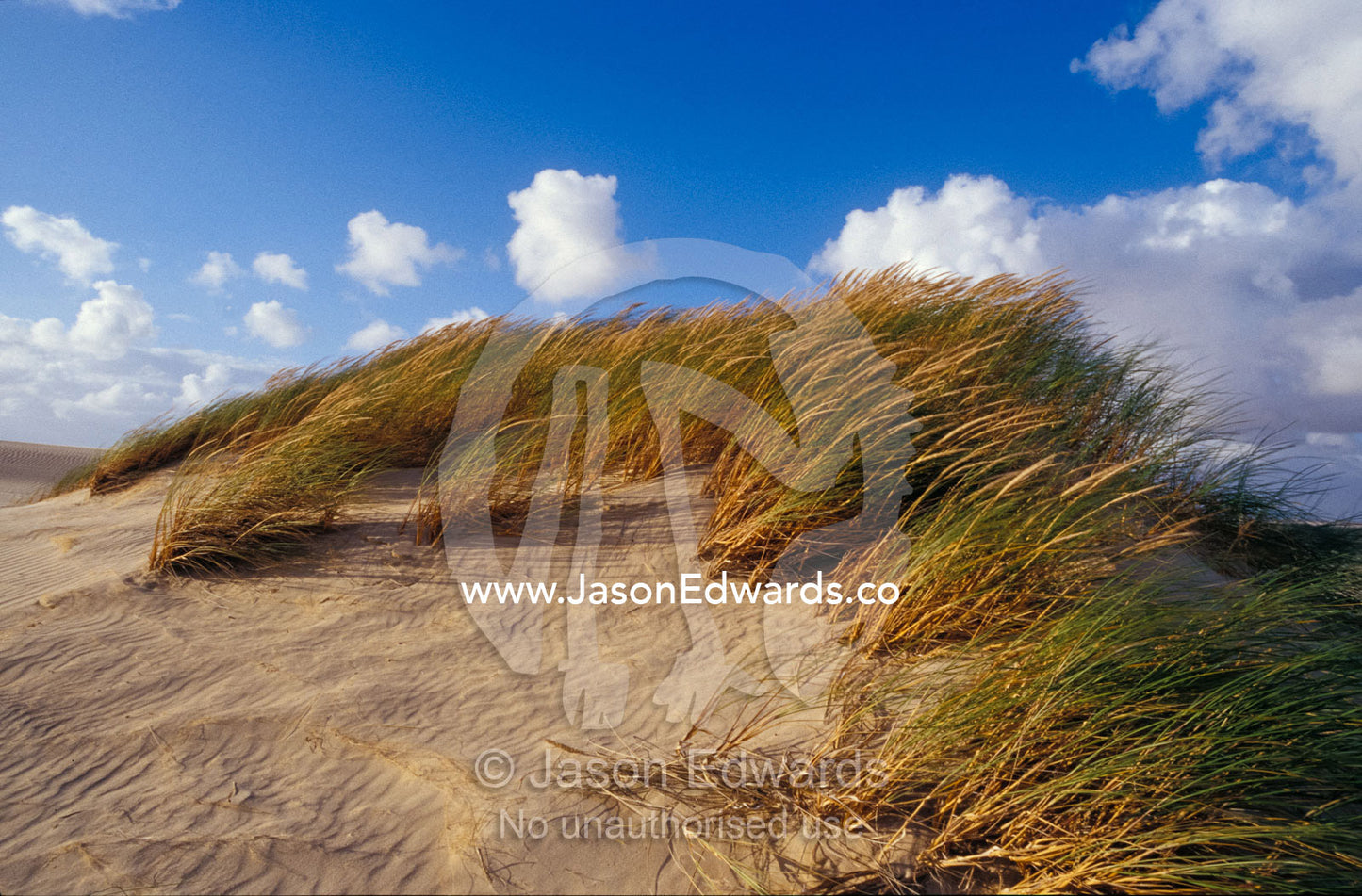 Wind blown grass tussocks precariously attached to a sand dune. Coorong National Park, Younghusband Penninsula, South Australia.
