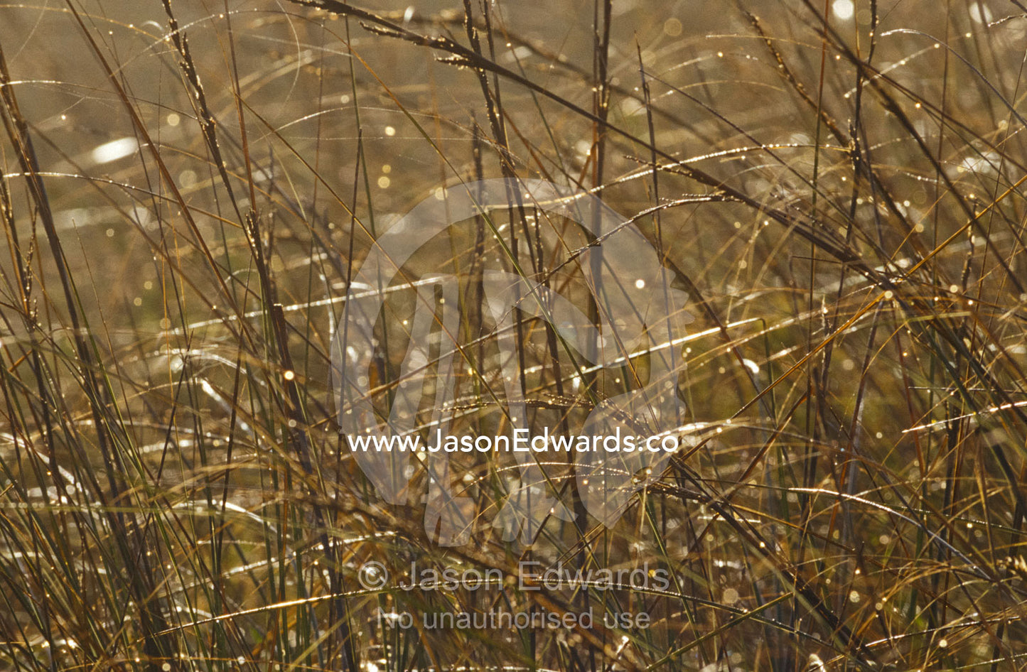 Dew drops blanket reed grass tussocks reflecting the dawn sunlight. Coorong National Park, South Australia.