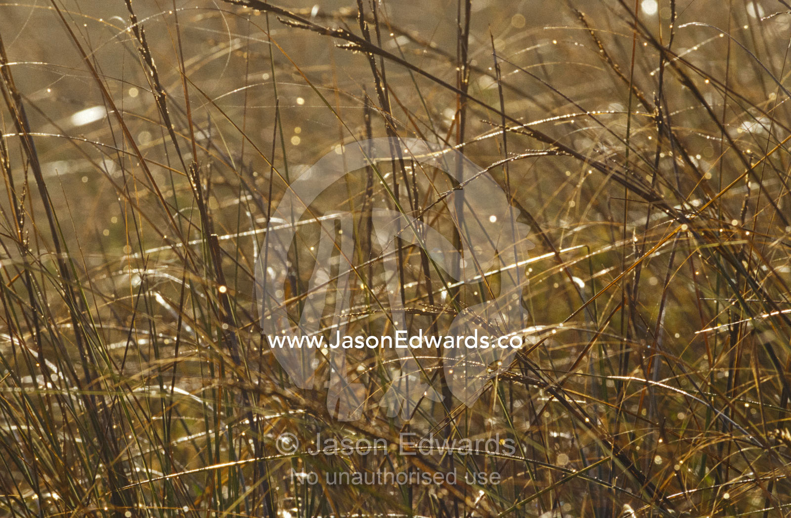 Dew drops blanket reed grass tussocks reflecting the dawn sunlight. Coorong National Park, South Australia.