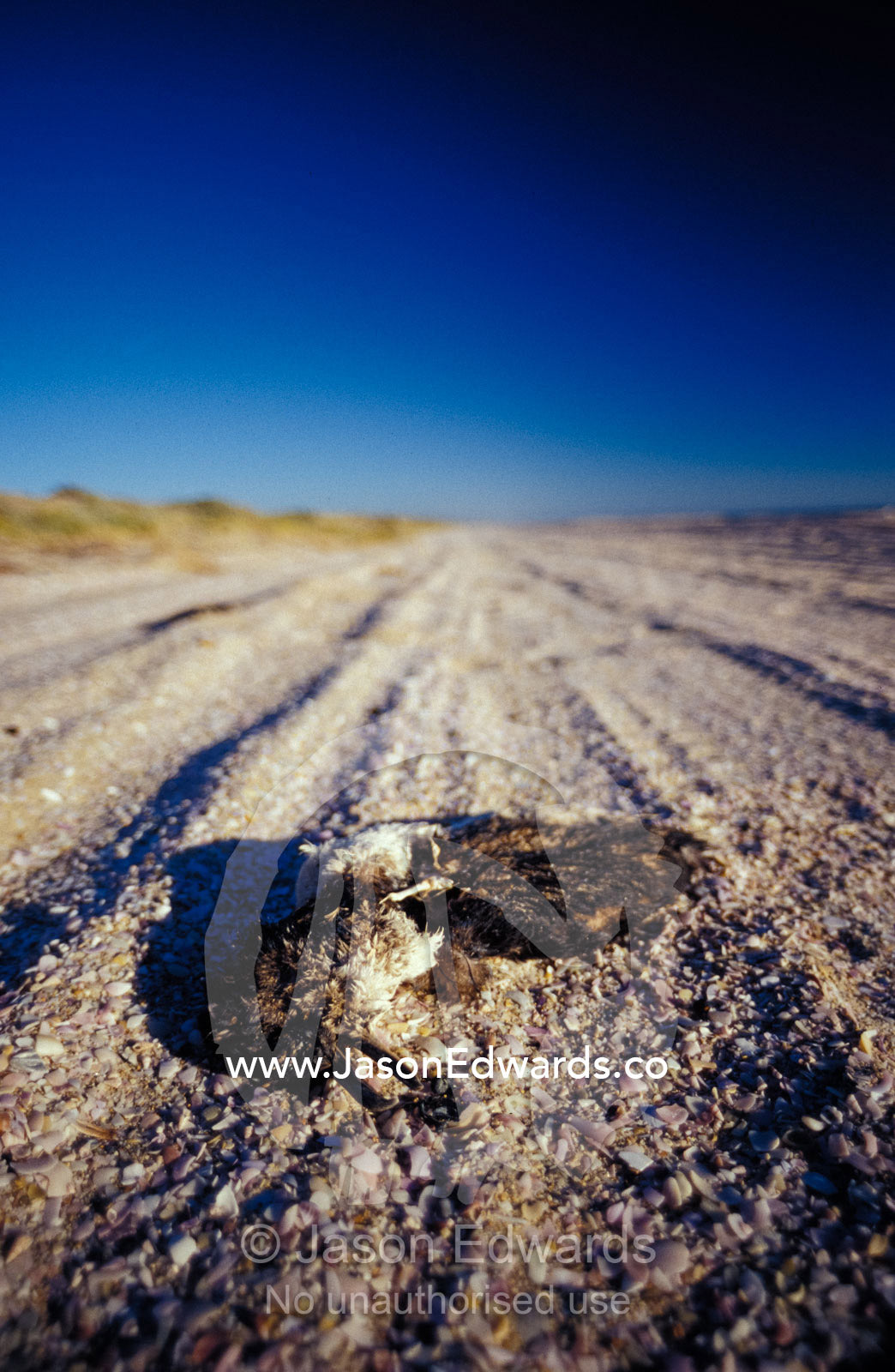 Fairy Penguin killed on the beach by a Sports Utility Vehicle 4wd. Coorong National Park, South Australia.