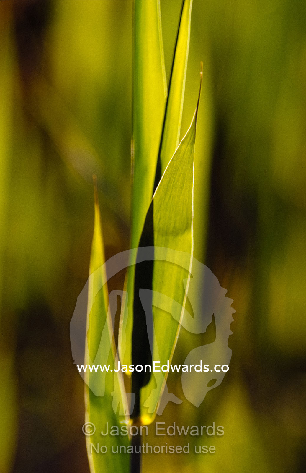The fresh growth of lime green Reed Grass backlit by the setting sun. Banrock Station Winery, Kingston on Murray, South Australia.