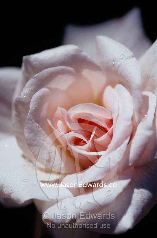 The delicate pale pink petals of a dainty Cecil Brunner Rose. North Carlton, Victoria, Australia.