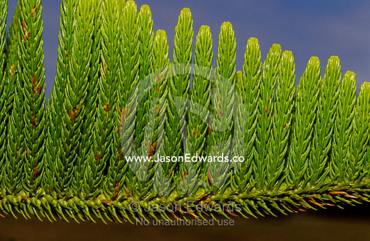 A close-up detail of the bright green needles of a Pine Tree leaf. Tathra, New South Wales, Australia.