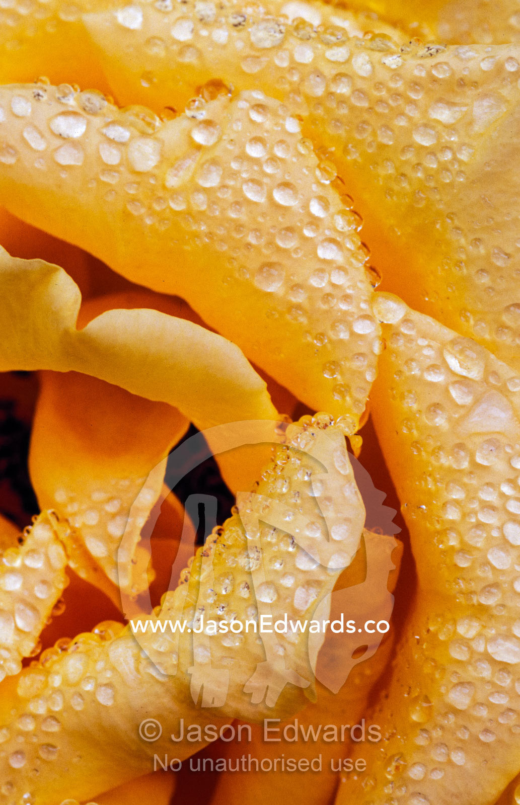 Dew drops on the delicate yellow petals of an Olympic Gold Rose. North Carlton, Victoria, Australia.