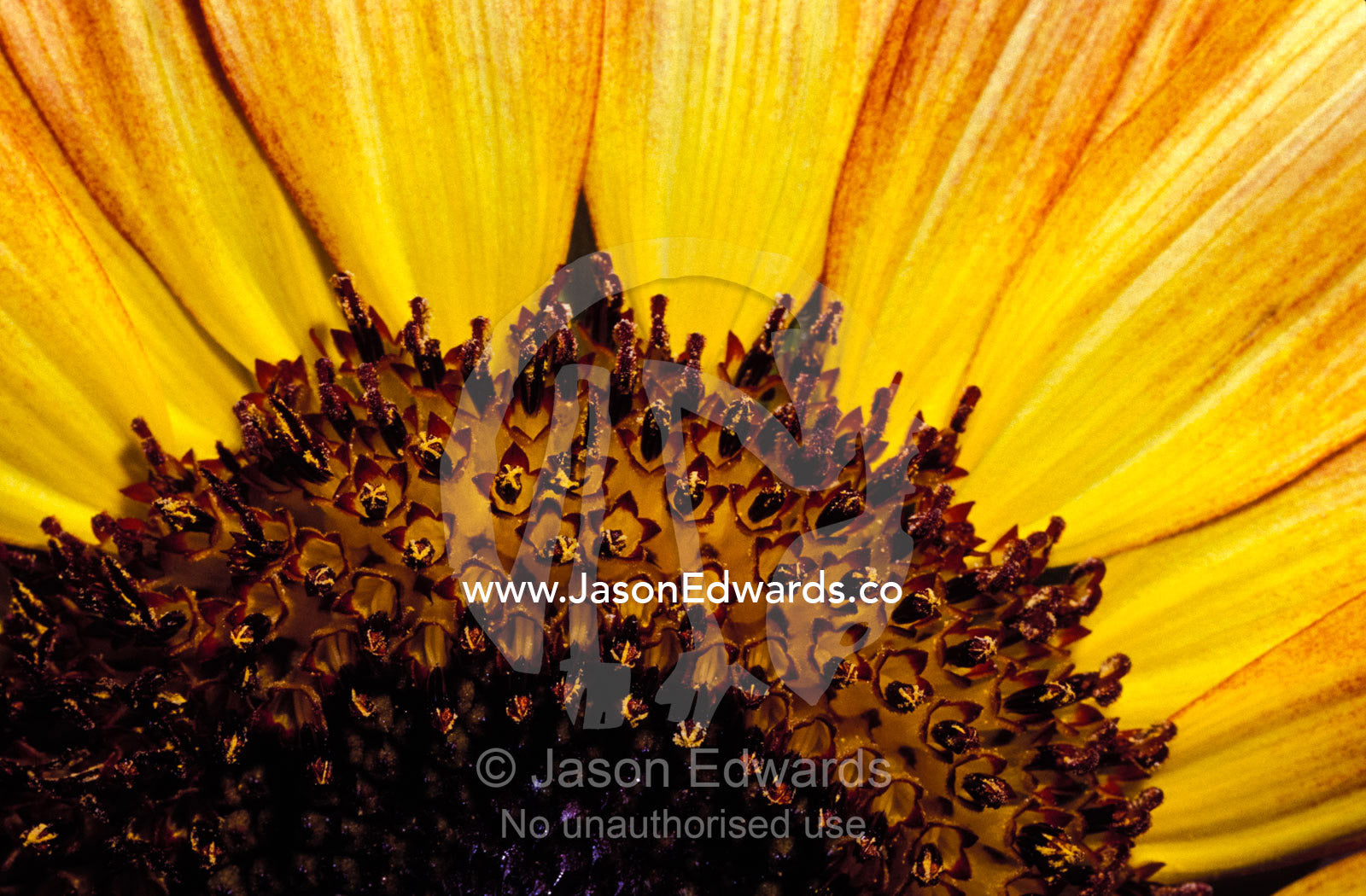 A close-up detail of a Sunflower head showing the seeds and petals. North Carlton, Victoria, Australia.