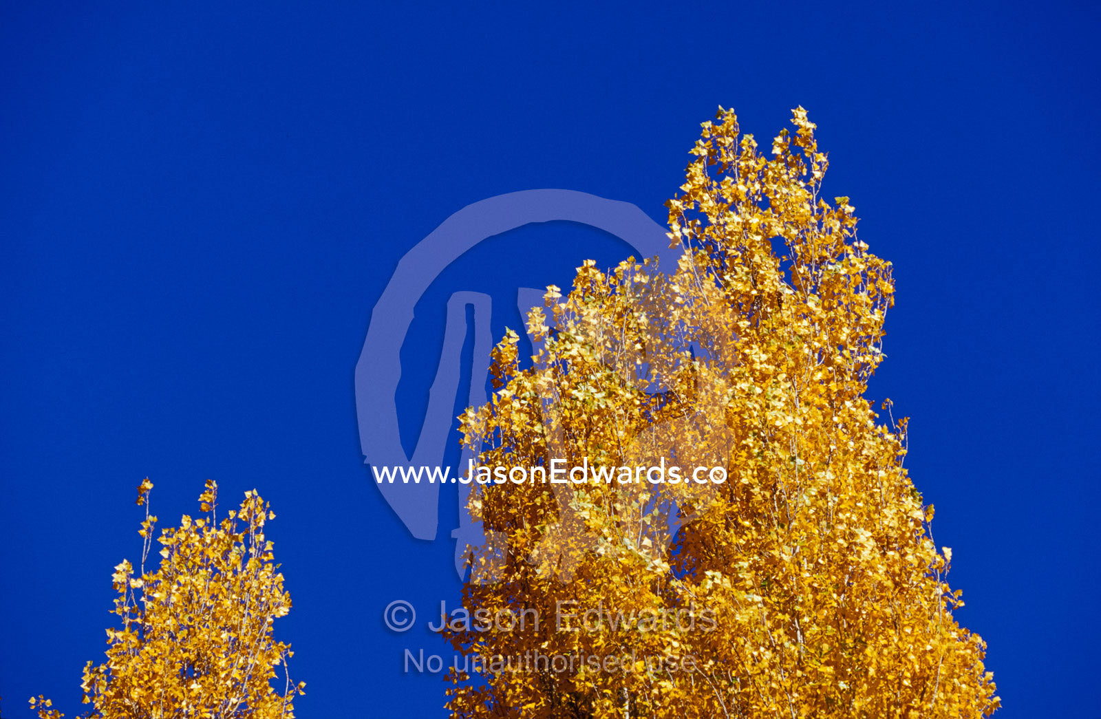 Russet orange Poplar Tree leaves against an indigo sky during Fall. Jamieson, Victoria, Australia.