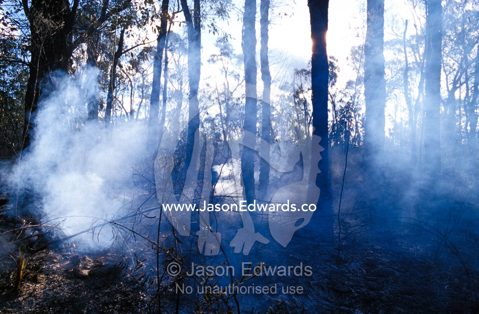 Charred tree trunks and smoking foliage fill the air from a Bush Fire. Pilliga Nature Reserve, New South Wales, Australia.