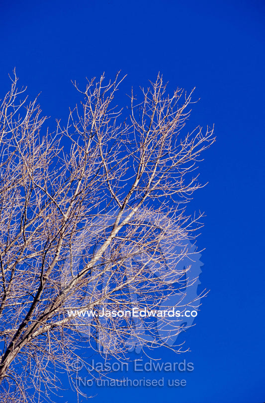 Bare deciduous tree branches against a clear blue winter sky. Parkville Victoria, Australia.