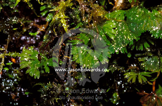 Thallose Liverwort, Hymenphyton Flabellatum, grow on Beech forest logs The Beeches Yarra Ranges National Park, Victoria, Australia.