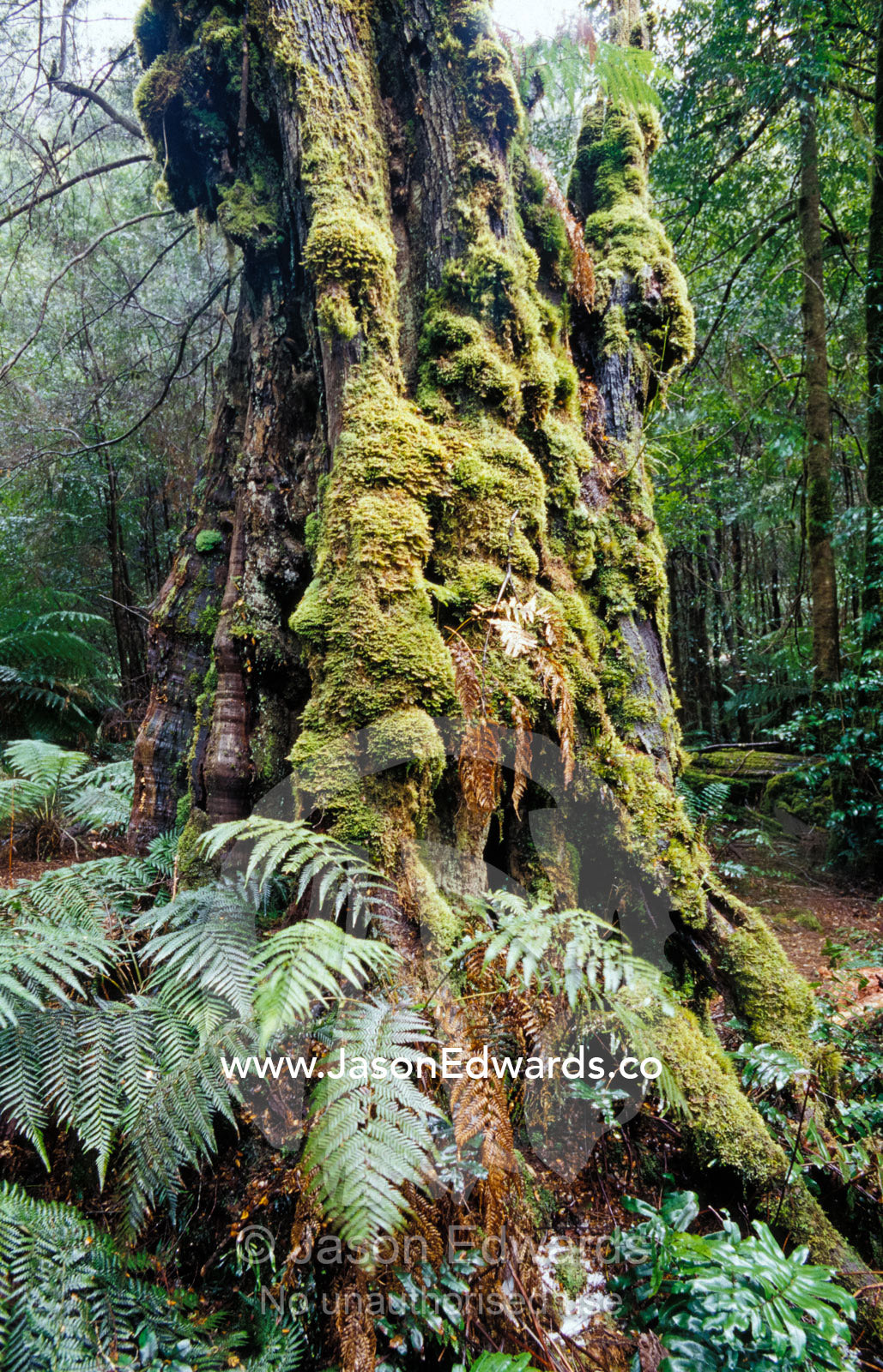 Ancient Giant Myrtle Beech tree covered in Liverwort Moss Bryophytes. The Beeches Yarra Ranges National Park, Victoria, Australia.