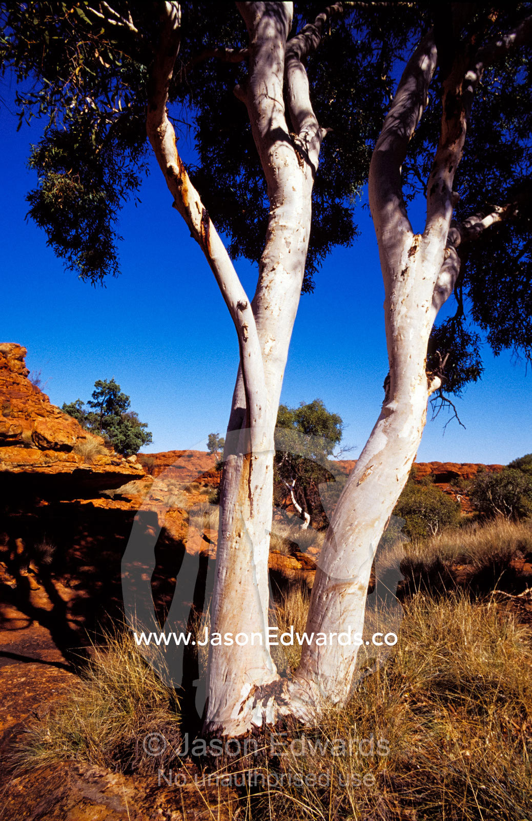 The white tree trunks of Ghost Gum Eucalypts against red sandstone. Kings Canyon, Watarrka National Park, Northern Territory, Australia.