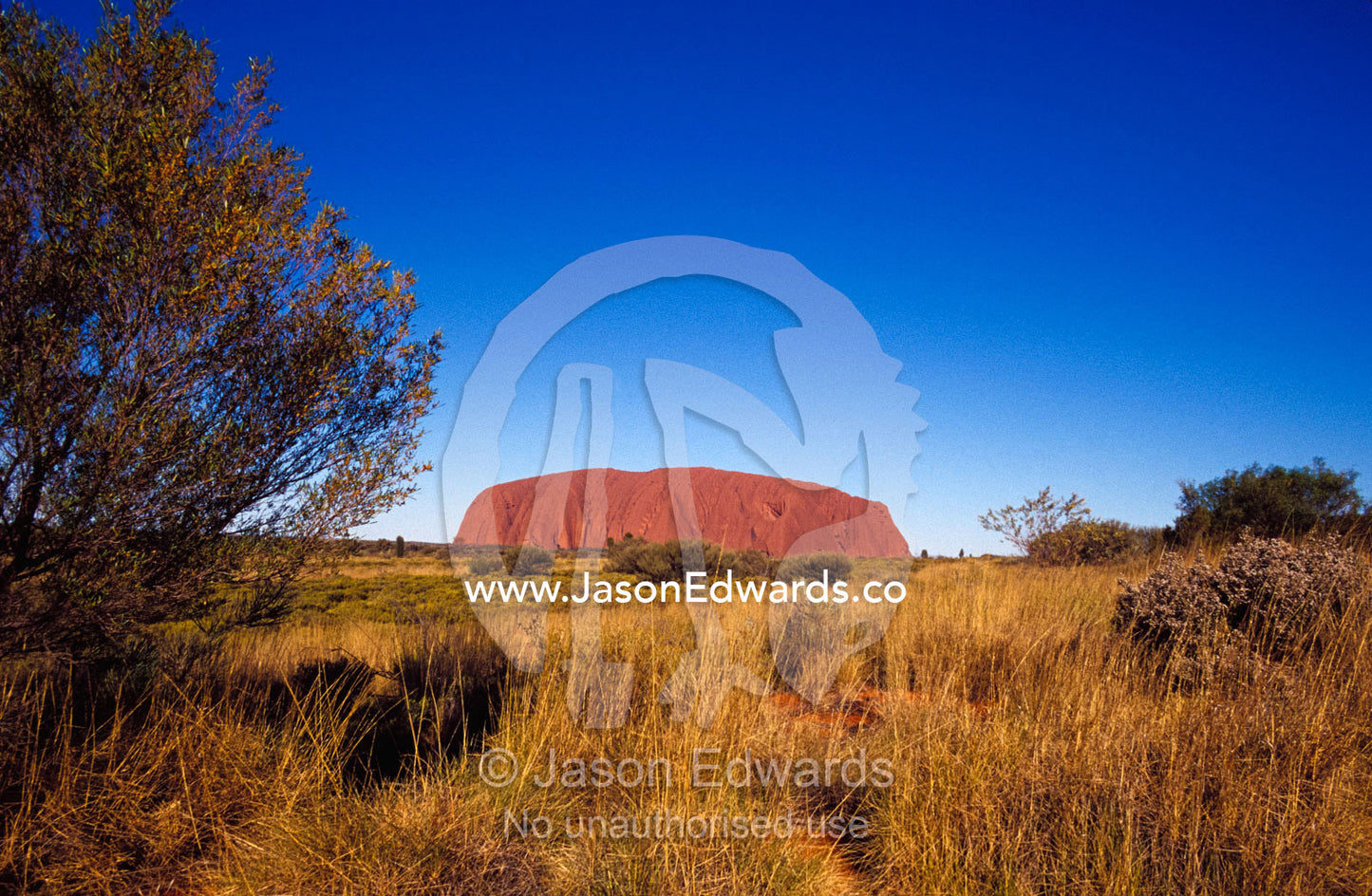 Uluru, aka Ayres Rock, rises from a Spinifex Grass desert plain. Uluru Kata Tjuta National Park, Northern Territory, Australia.
