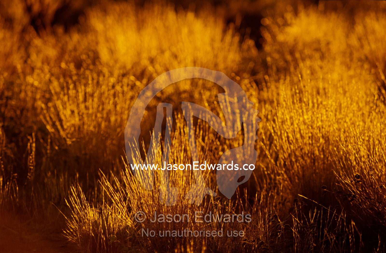 At dawn elegant backlit native grasses sprout from desert sand dunes. Uluru Kata Tjuta National Park Northern Territory Australia.
