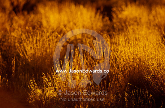 At dawn elegant backlit native grasses sprout from desert sand dunes. Uluru Kata Tjuta National Park Northern Territory Australia.