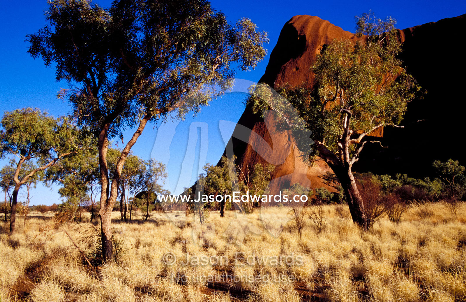 Uluru, Ayres Rock against a clear blue sky and Desert Bloodwood trees. Uluru Kata Tjuta National Park, Northern Territory, Australia.