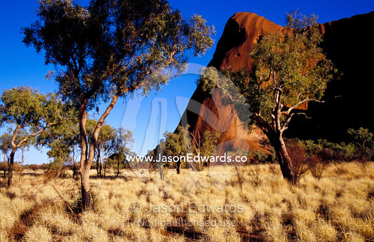 Uluru, Ayres Rock against a clear blue sky and Desert Bloodwood trees. Uluru Kata Tjuta National Park, Northern Territory, Australia.