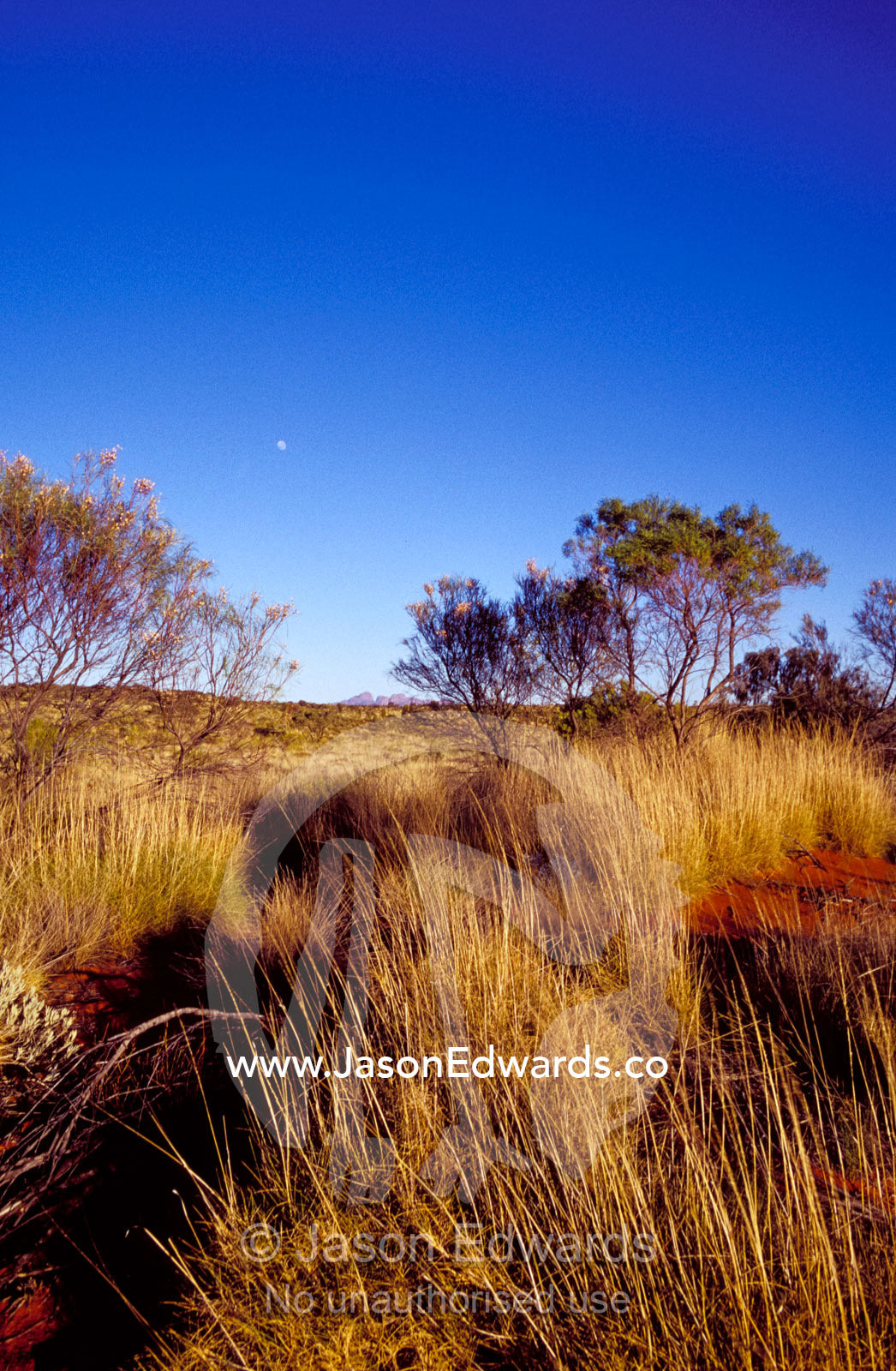 A setting moon over the desert plain and Kata Tjuta rock domes at dawn Uluru Kata Tjuta National Park, Northern Territory, Australia.