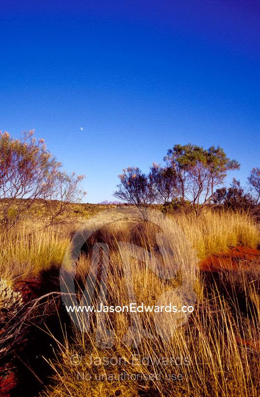 A setting moon over the desert plain and Kata Tjuta rock domes at dawn Uluru Kata Tjuta National Park, Northern Territory, Australia.