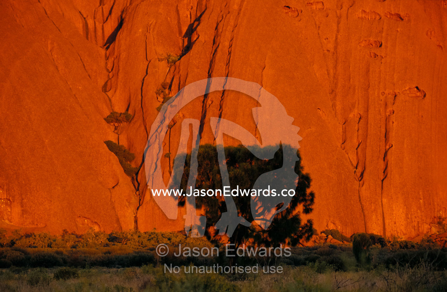 The silhouette of a Desert Oak against rusted sandstone waves of Uluru Uluru Kata Tjuta National Park, Northern Territory, Australia.