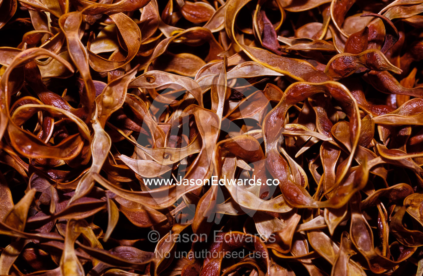 The Aboriginal desert bush tucker food, Curry Wattle tree seeds. Alice Springs Desert Park, Northern Territory, Australia.